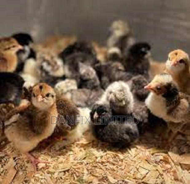 Day Old Chicks (Kali Breed) 100 - thumbnail 3