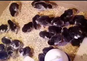 One Day Old Chiks for Sale