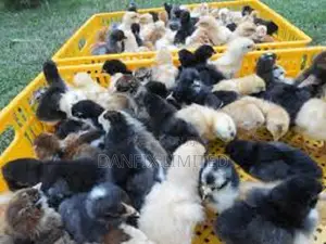 3days Old Chicks
