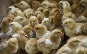 One Week Old Chiks 135ksh