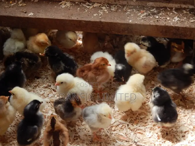 One Week Old Chiks 135ksh