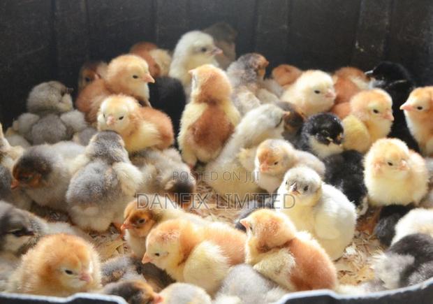 One Day Old Chicks in Naivasha KSH 100 - main view