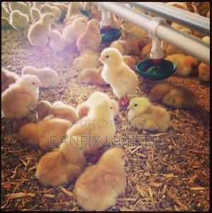 Day Old Chick for Sale Near You - thumbnail 2