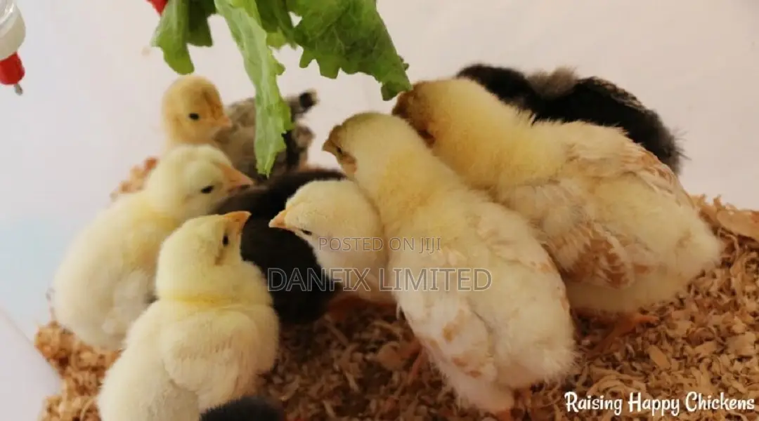 One Week Old Chicks for Sale in Kitengela