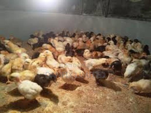 One Week Old Chicks for Sale in Kitengela - thumbnail 3