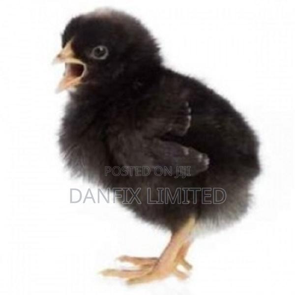 A Day Old Chicks for Sale 90 - main view