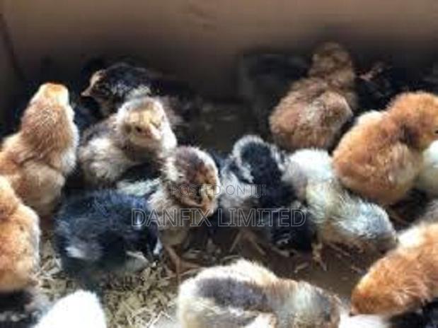 A Day Old Chicks for Sale 90 - thumbnail 3