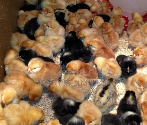 One WKS Chicks for Sale in Nairobi - main view