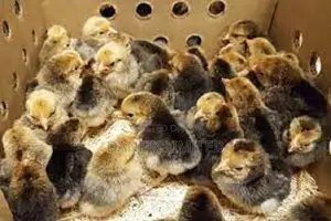 1 Day Old Chicks 90