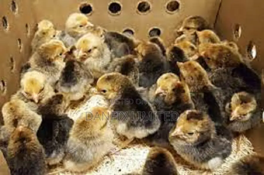 1 Day Old Chicks 90