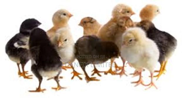 1 Day Old Chicks 90 - thumbnail 3