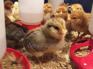 1wks Day Old Chicks Nairobi 140 - thumbnail 2