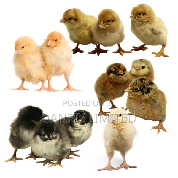1wk Old Improved Kienyeji Chicks for Sale