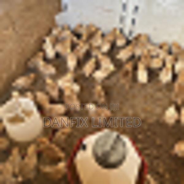 2WKS Old Improved Kienyeji Chicks KSH 180
