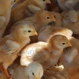 One Week Old Chick at 140 Each