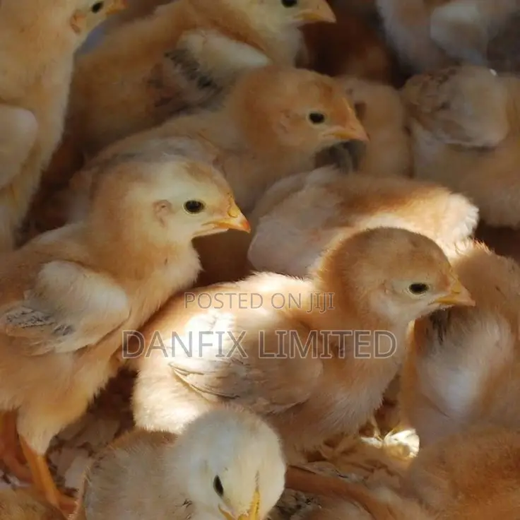 One Week Old Chick at 140 Each