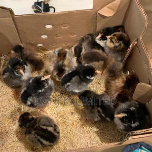 One Day Old Chick in Kiambu - thumbnail 2