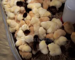 One Day Old Chick in Kiambu