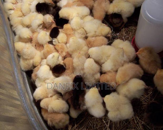 One Day Old Chick in Kiambu - thumbnail 3