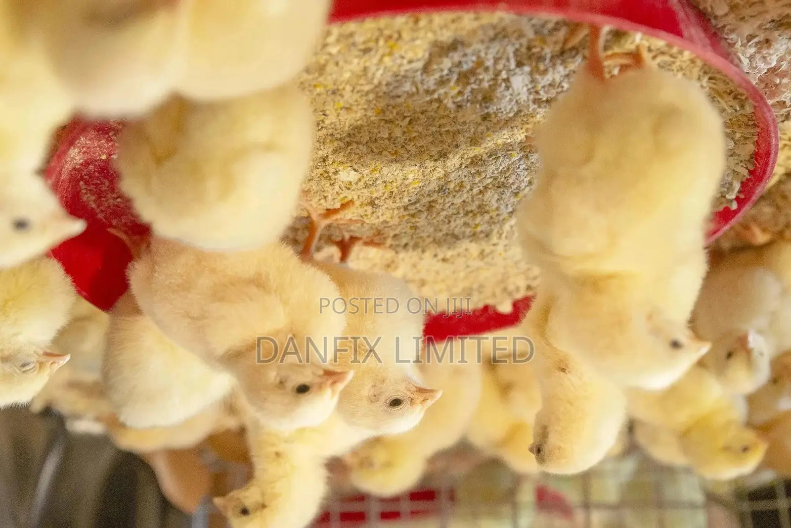 Chicks Within Kiambu
