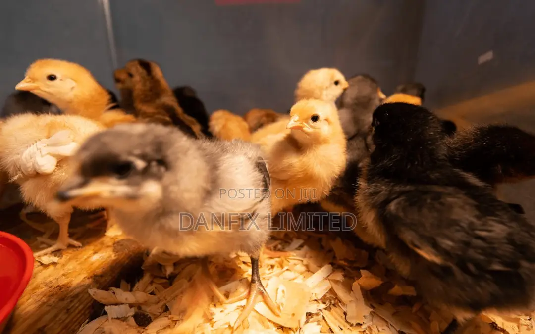 One Week Old Chicks Within Thika