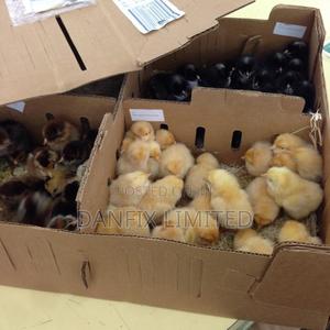 One Week Old Chicks - thumbnail 2