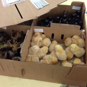 One Week Old Chicks