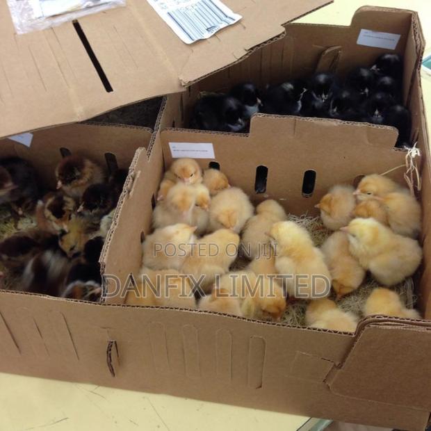 One Week Old Chicks - main view