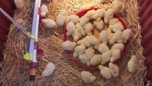 One Day Old Chick Within Juja