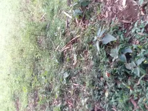 50 by 100 Feet Plot for Sale