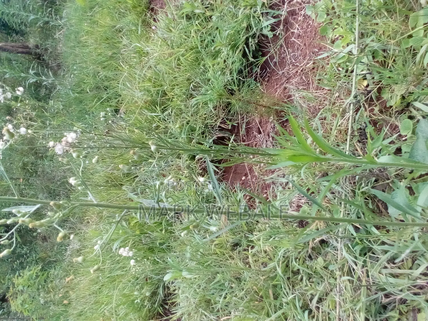 50 by 100 Feet Plot for Sale