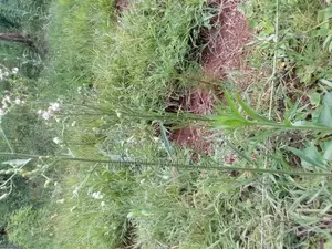 50 by 100 Feet Plot for Sale