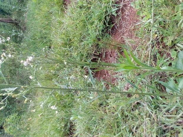 50 by 100 Feet Plot for Sale - thumbnail 4