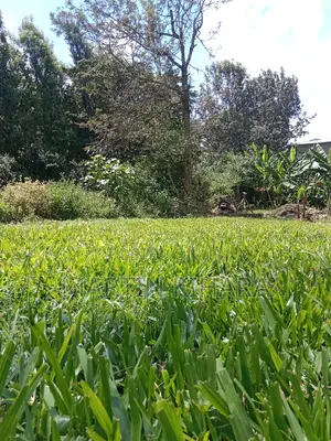 Buffalo Grass/Pemba Grass Available