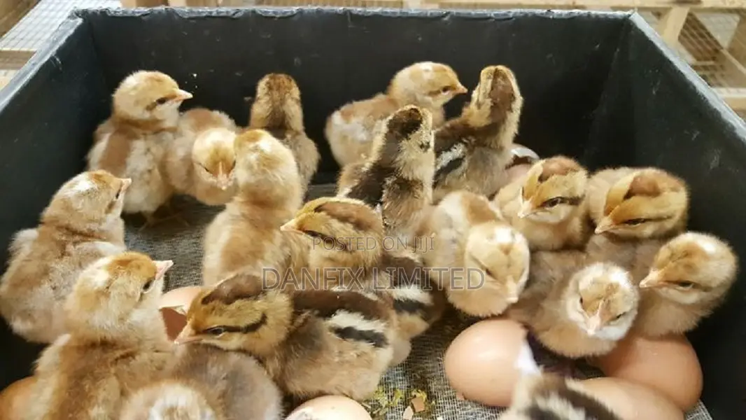 Day Old Chicks Available for Sale