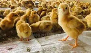 One Week Kali/Kuloiler Chicks 120