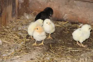 One Week Kali/Kuloiler Chicks 120