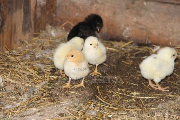 One Week Kali/Kuloiler Chicks 120 - thumbnail 3