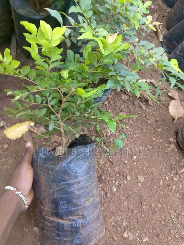 Jabuticaba Fruit Seedlings - thumbnail 3