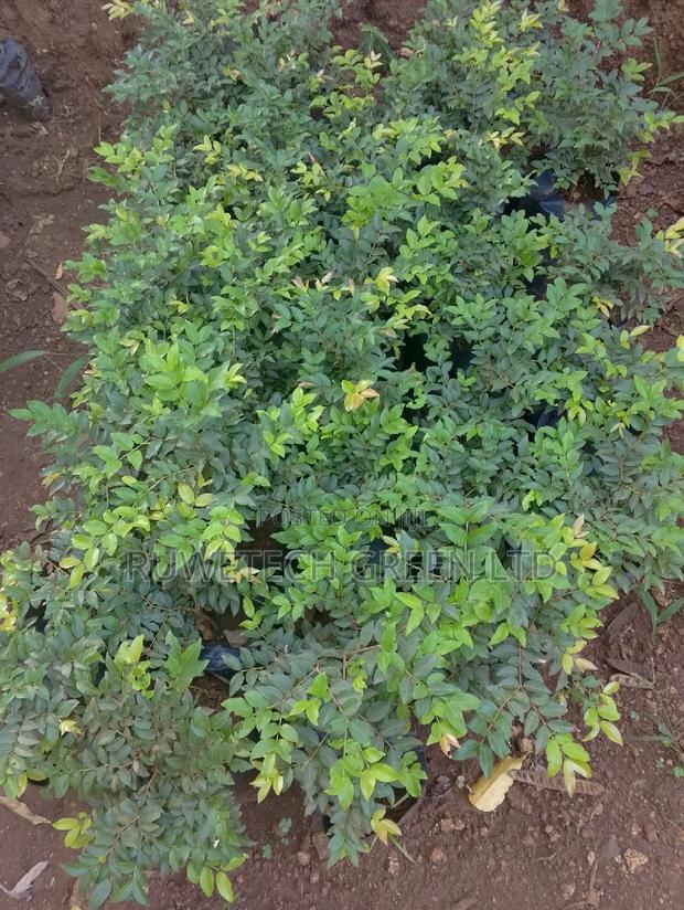 Jabuticaba Fruit Seedlings - main view