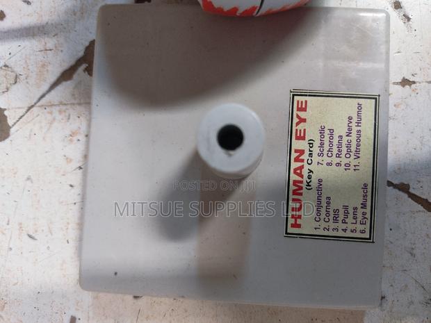 Model Human Eye - thumbnail 3