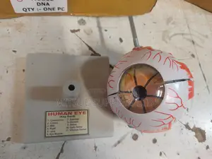 Model Human Eye