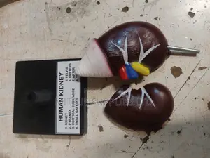 Model Kidney 6 Inch for Education