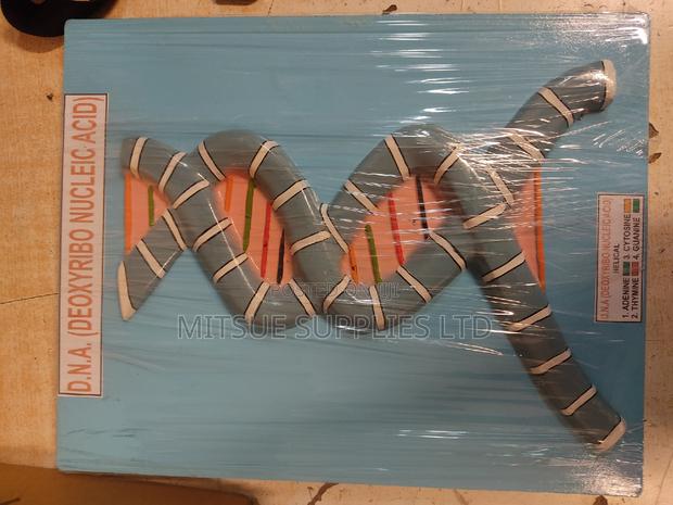 Model DNA Deoxyribonucleic Acid on Board 9x14" for Teaching