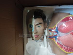 Model Human Torso for Educational 80cm Long - main view