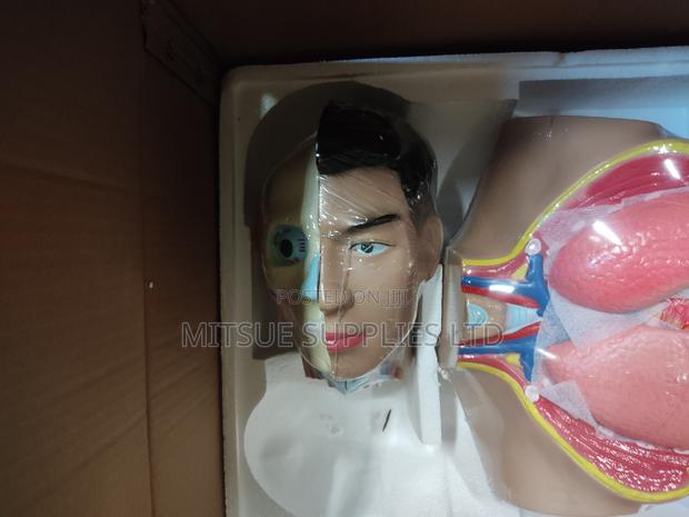 Model Human Torso for Educational 80cm Long