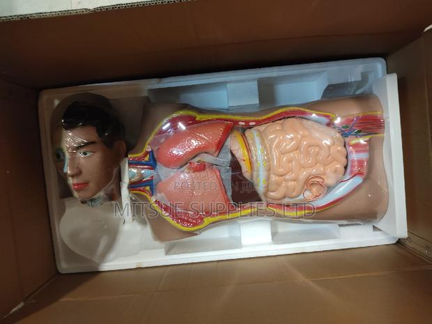 Model Human Torso for Educational 80cm Long - thumbnail 3