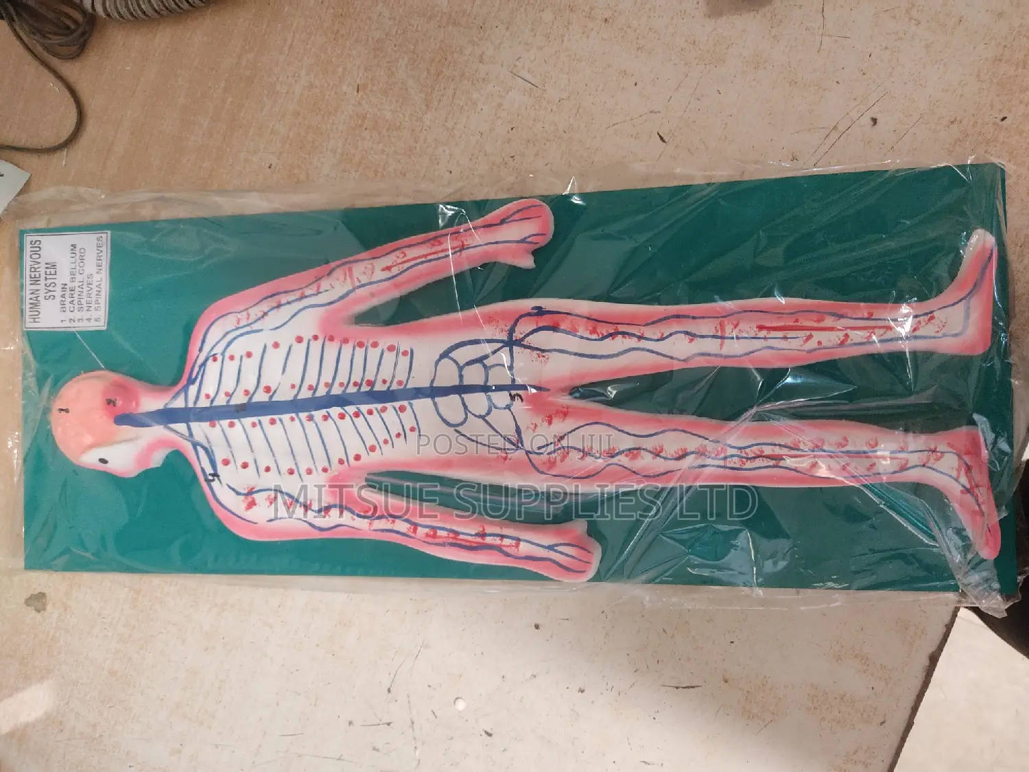 Model Nervous System 9x14" for Educational Use