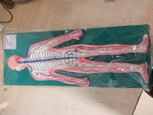 Model Nervous System 9x14" for Educational Use