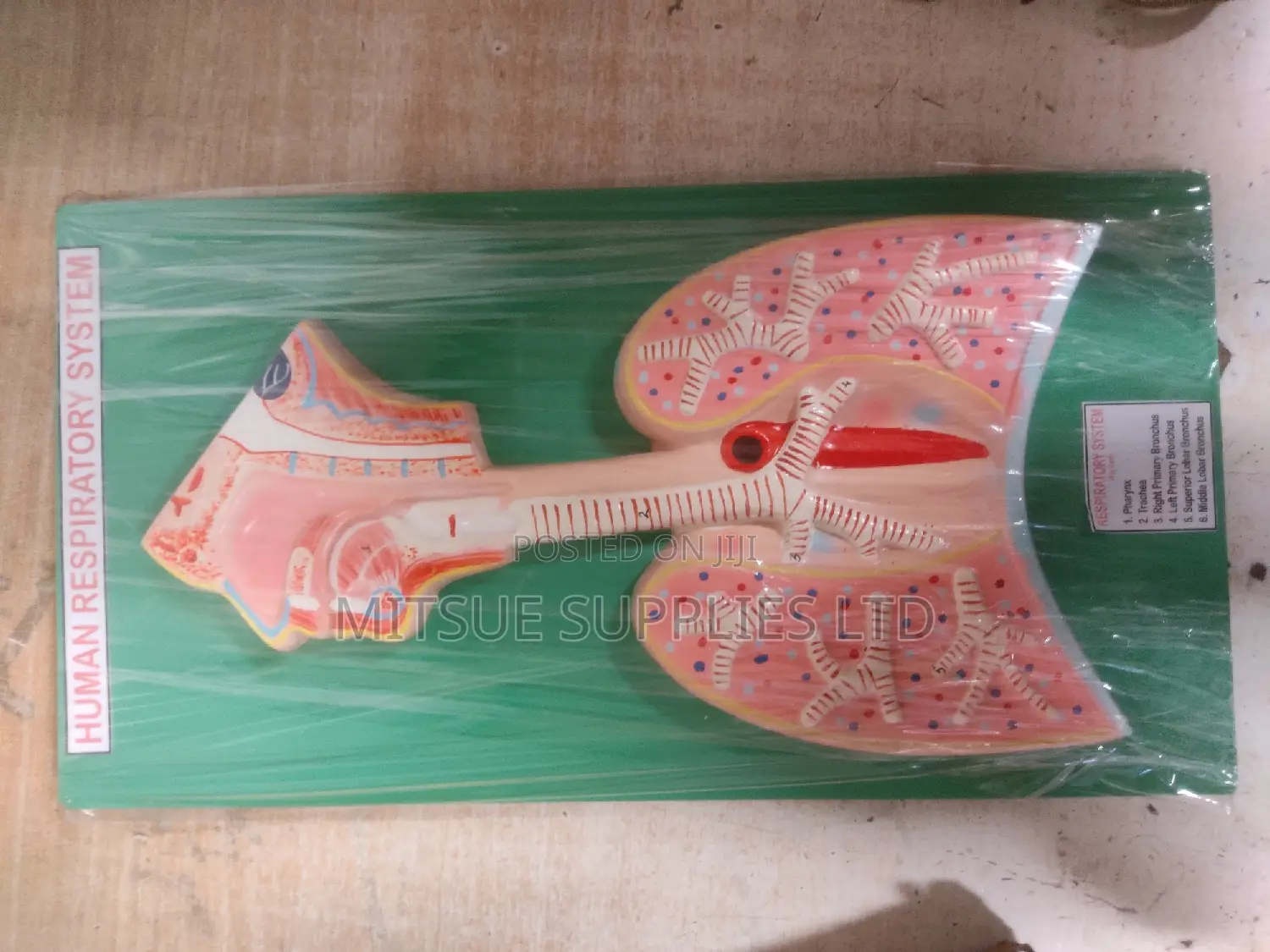 Model Human Respiratory System 23by43 Cm For.Educational Use